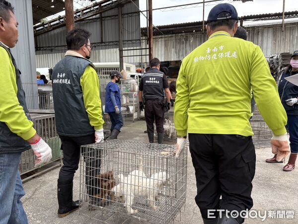 ▲台南動保處會同警方於七股破獲非法犬貓繁殖場，扣押近百隻犬貓。（記者林東良翻攝，下同）