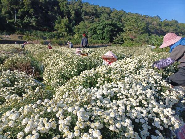 ▲過往九湖社區杭菊田實景。（圖／火炎山生態教育館提供）