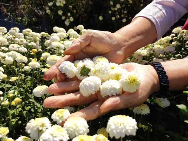 ▲過往九湖社區杭菊田實景。（圖／火炎山生態教育館提供）