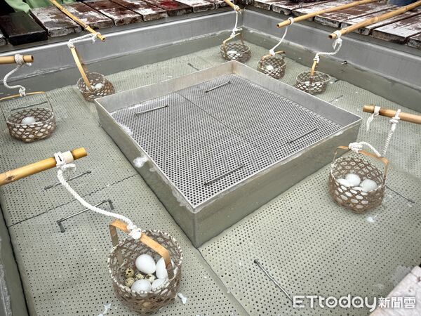 ▲「泰雅原住民文化產業區」結合泰安溫泉和泰雅文化，園區戶外開放溫泉煮蛋。（圖／記者彭懷玉攝）
