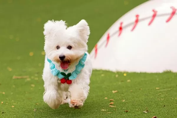 ▲桃園市府與中職樂天桃猿攜手合作，打造全台首座國際棒球寵物友善專區，即日起推出期間限定Happy Hour，「戶外毛孩跑跳區」限時免費開放。（圖／桃市府農業局提供）