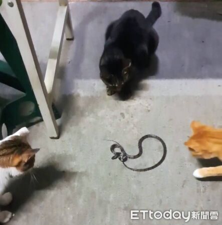 ▲▼。（圖／記者李陳信得攝）