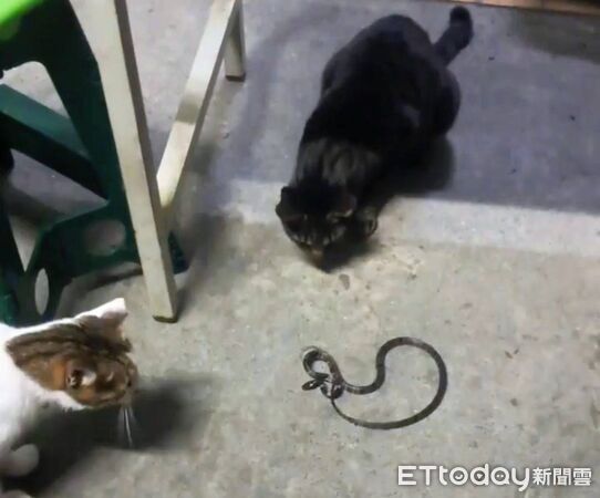 ▲▼             。（圖／記者李陳信得攝）