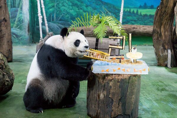 貓熊圓圓。（圖／台北市立動物園提供）