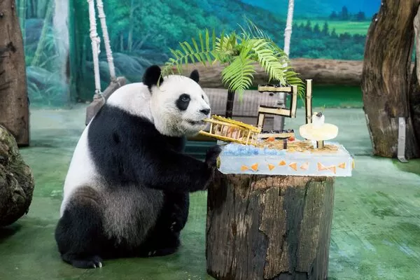 貓熊圓圓。（圖／台北市立動物園提供）