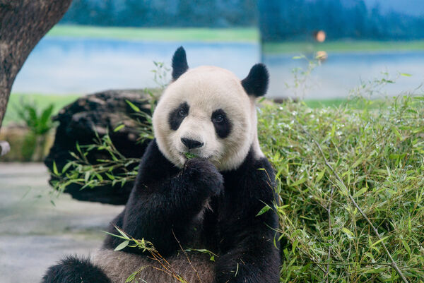 貓熊圓圓。（圖／台北市立動物園提供）