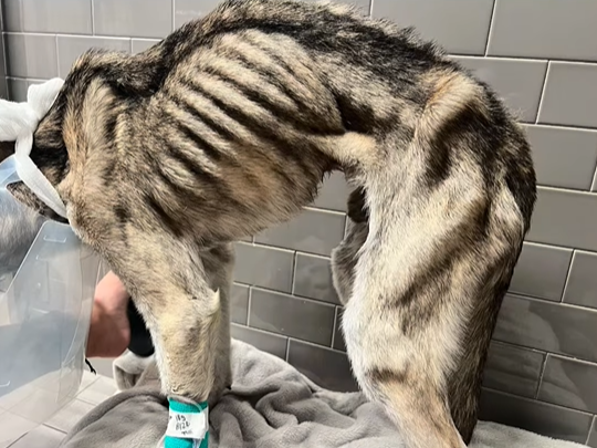 皮包骨狗狗。（圖／翻攝自IG@samantharcurtis）