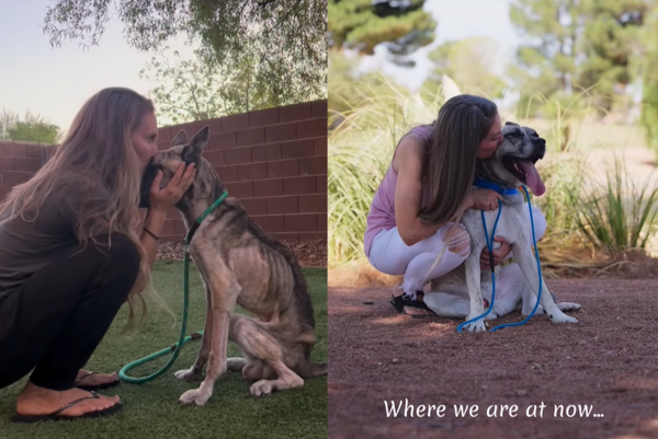 皮包骨狗狗。（圖／翻攝自IG@samantharcurtis）