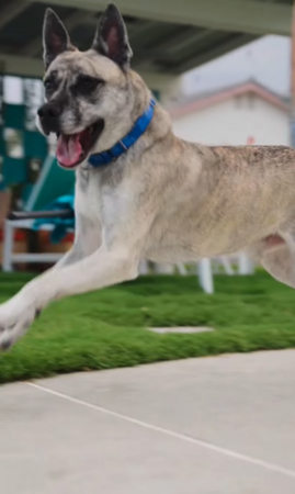 皮包骨狗狗。（圖／翻攝自IG@samantharcurtis）