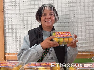 乒乓球大小果實風味獨特　關山「一口柑」登場吸引市場青睞