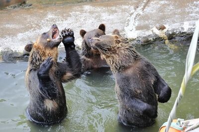 雪中泡湯！日本6處溫泉名所玩法懶人包