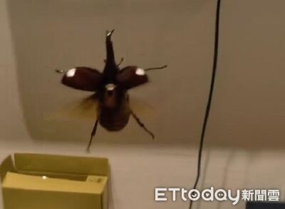 半夜欣賞「甲蟲起降」航空秀 振翅聲引網友歪樓:以為是蟑螂