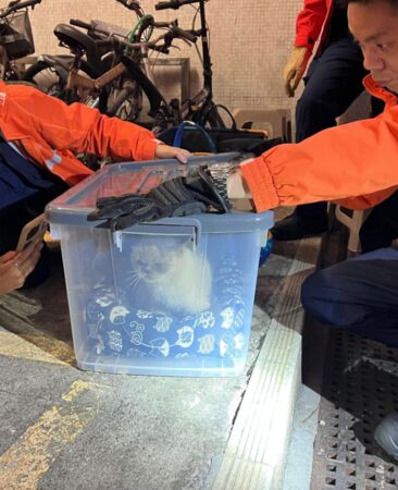 ▲▼香港宏福苑大火45只动物身亡 生还宠物找不到主人。 (图/香港爱护动物协会)