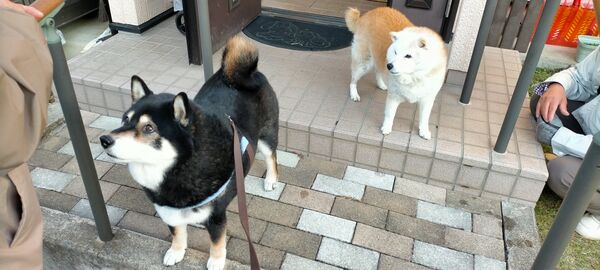 ▲。（圖／翻攝自X／@mamemamemakmaki）