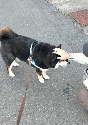 ▲。（圖／翻攝自X／@mamemamemakmaki）