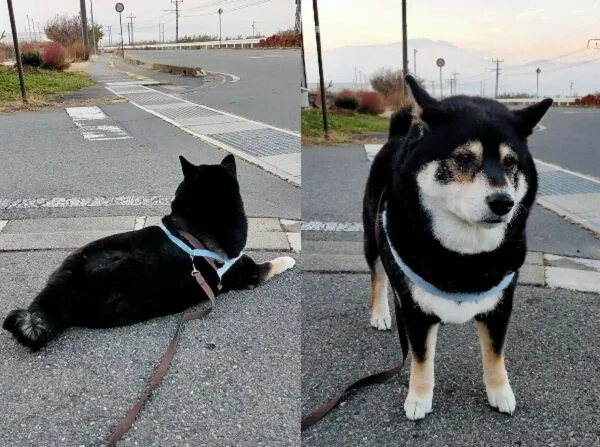 ▲。（圖／翻攝自X／@mamemamemakmaki）