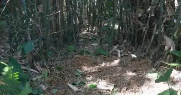 大陸廣西自治區柳城縣一名村民近日在河背屯竹林挖蚯蚓時，意外發現一面保存完好的千年銅鼓。（圖／翻攝自南國今報）