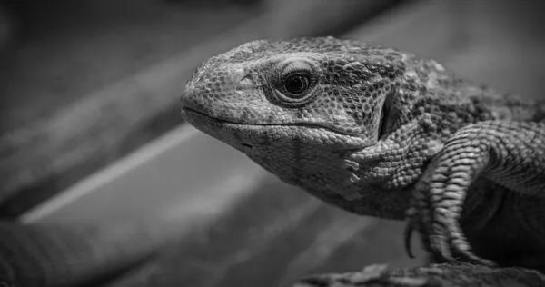 泰國北欖府一處民宅下方發現女嬰遺體，現場巨蜥拖出背包啃咬，導致棄嬰案曝光，震驚當地居民。（示意圖／Pixabay）