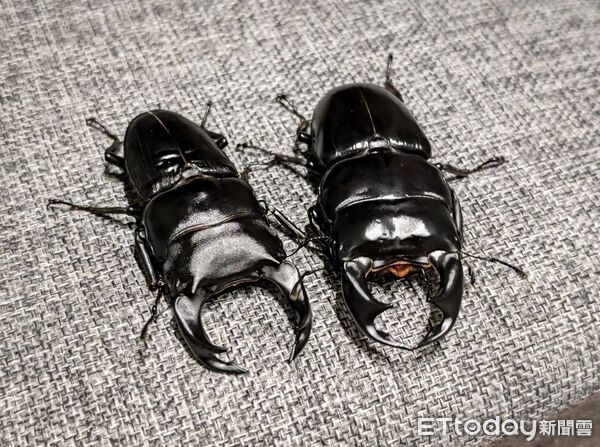 ▲。（圖／Threads@zong_cheng_提供，請勿隨意翻拍，以免侵權。）