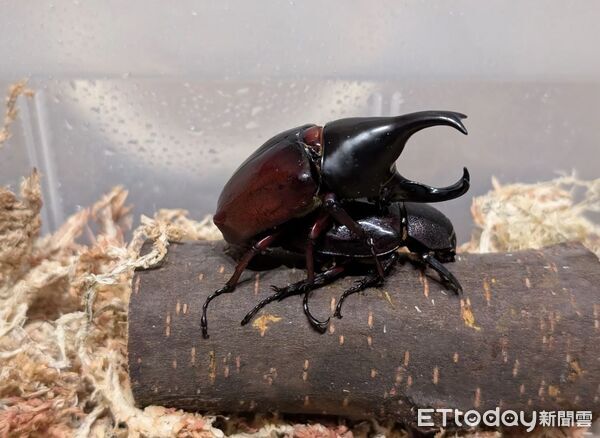 ▲。（圖／Threads@zong_cheng_提供，請勿隨意翻拍，以免侵權。）