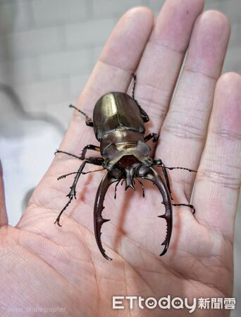 ▲。（圖／Threads@zong_cheng_提供，請勿隨意翻拍，以免侵權。）