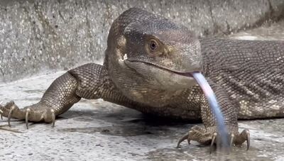 「彰化哥吉拉」逛大街！動防所12/2開放認養80公分草原巨蜥