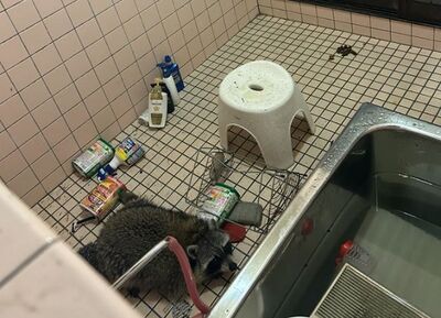 天花板掉下「浣熊瓦斯桶」　圓滾滾一坨還在地上留黃金