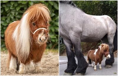 全球最矮小雄馬！身高僅「52.6公分」萌翻　還能出任務療癒弱者