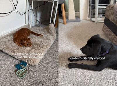 橘貓死守「搶來的軟墊」不肯走　與物主互毆上演爭奪戰