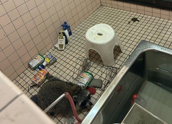 ▲。（圖／翻攝自ｘ／@IJL4y3ydlOVBGgJ）