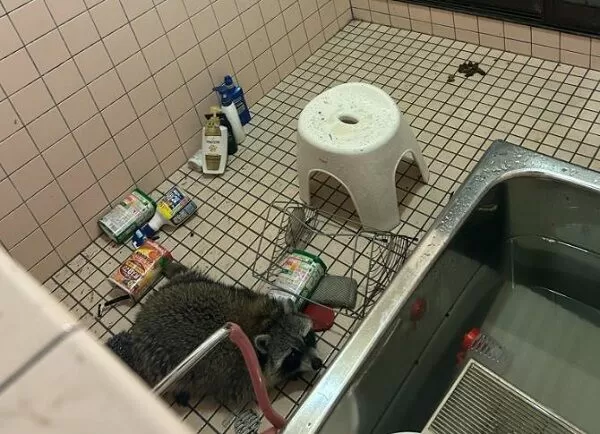 ▲。（圖／翻攝自ｘ／@IJL4y3ydlOVBGgJ）