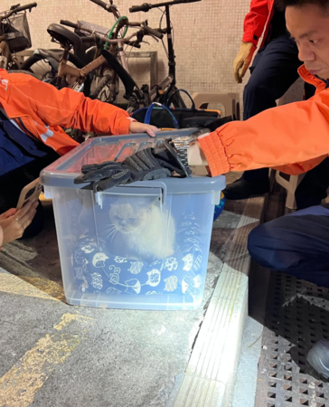 宏福苑動物救援。（圖／翻攝自SPCA (HK) 香港愛護動物協會）