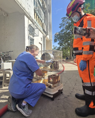 宏福苑動物救援。（圖／翻攝自SPCA (HK) 香港愛護動物協會）