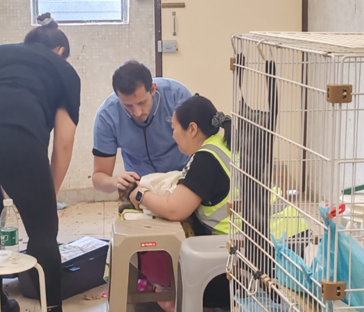 宏福苑動物救援。（圖／翻攝自SPCA (HK) 香港愛護動物協會）