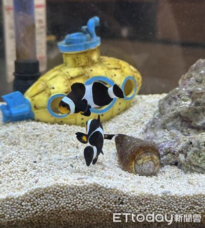 ▲。（圖／Threads@jiunwang16提供，請勿隨意翻拍，以免侵權。）