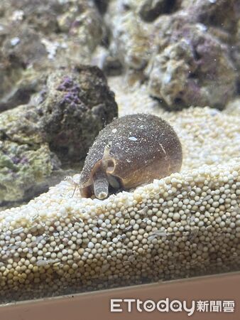 ▲。（圖／Threads@jiunwang16提供，請勿隨意翻拍，以免侵權。）