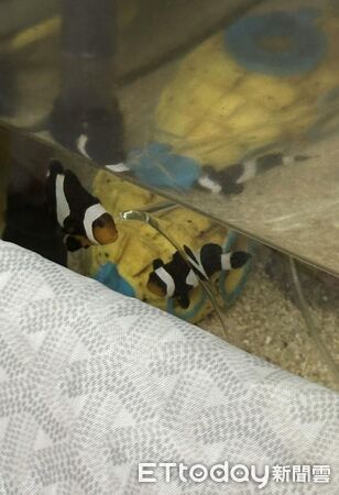 ▲。（圖／Threads@jiunwang16提供，請勿隨意翻拍，以免侵權。）