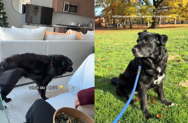 第一次當中途就愛上9歲浪浪　女接收養通知崩潰：捨不得讓牠離開。（圖／翻攝自TikTok／gillian_paige）