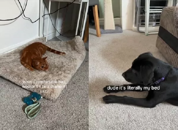 ▲。（圖／翻攝自TikTok／@guinnessandgoose）