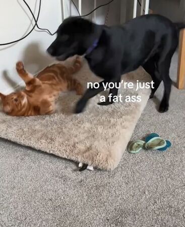 ▲。（圖／翻攝自TikTok／@guinnessandgoose）