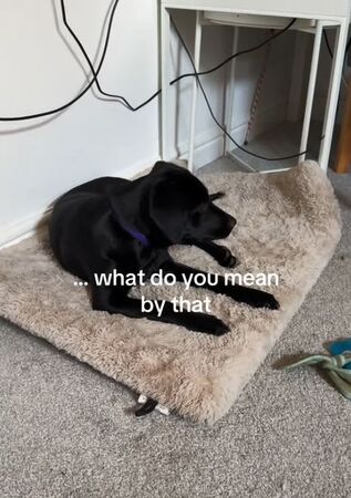 ▲。（圖／翻攝自TikTok／@guinnessandgoose）