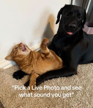 ▲。（圖／翻攝自TikTok／@guinnessandgoose）