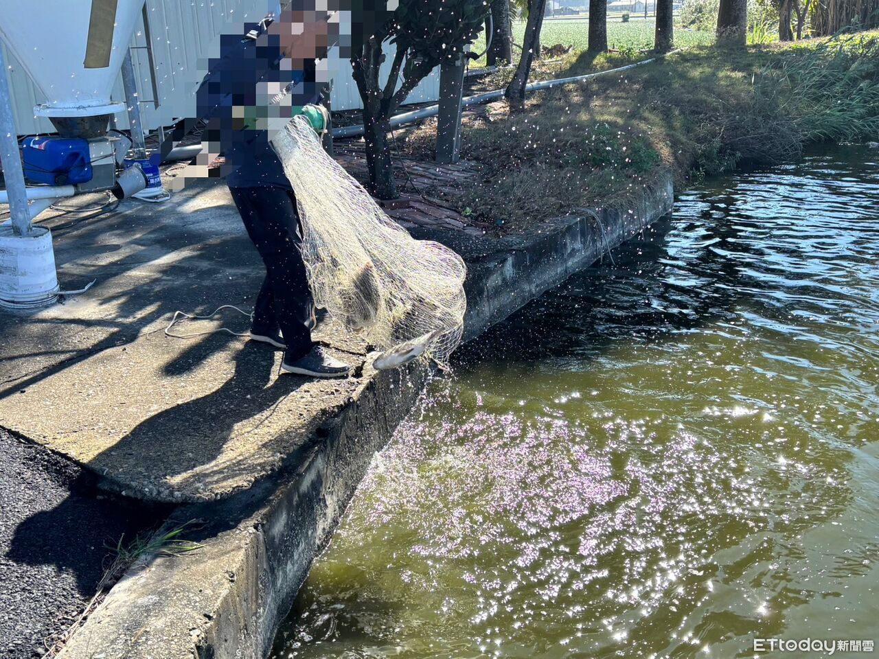 台灣鯛魚首度驗出「動物用藥」　漁業署推測：疑水源污染導致