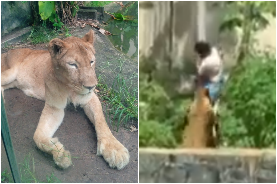 動物園翻牆闖獅舍！男落地瞬間「母獅狠撲」活活咬死　驚悚畫面曝