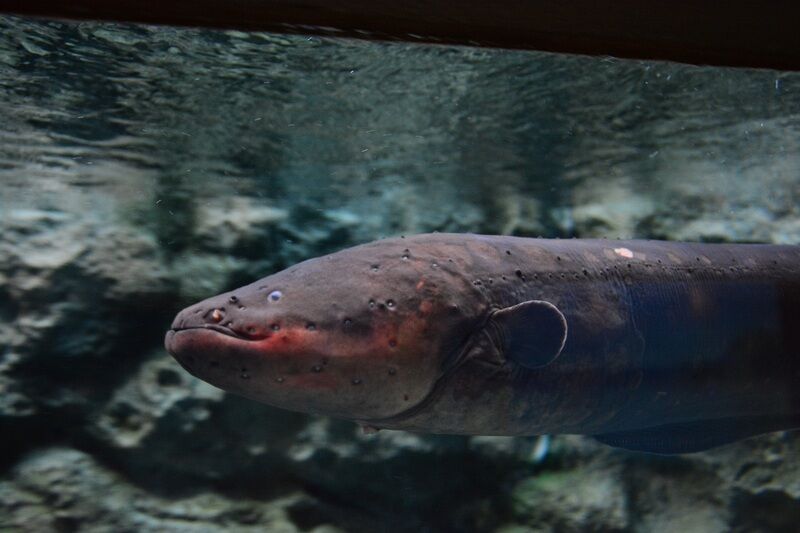 ▲電鰻化身聖誕燈光師　日本水族館奇景掀網路熱議：牠也要上班？。（圖／翻攝自しながわ水族館、網友@weis3314提供，請勿隨意翻拍，以免侵權。）