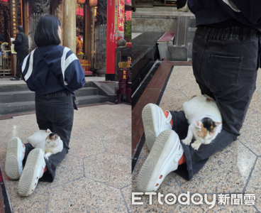 拜拜被義天宮廟貓驚喜寵幸　她跪地5分鐘任憑「踏踏小腿」