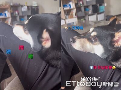 坐著發現「有人偷蹭大腿」　抓癢柴心虛回頭：沒幹嘛啊