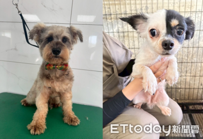 人人犬舍「第二批156犬隻」12/6開放認養　雪納瑞、吉娃娃等家