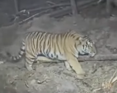 夜間施工巨大毛團突靠近！　挖掘機工人驚恐「對視」東北虎