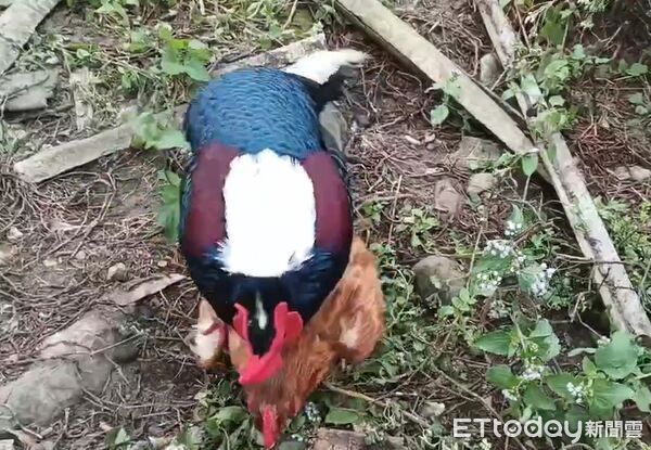▲▼嘉義縣中埔鄉深坑村出現台灣特有種藍腹鷴。（圖／築夢森居探索生態農場 劉朝維提供）
